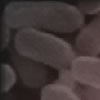 Pandemic