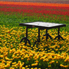 Jigsaw: Table In Tulip Field